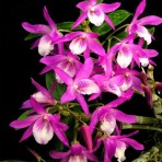 Dendrobium Rainbow Dance-Flowering Size